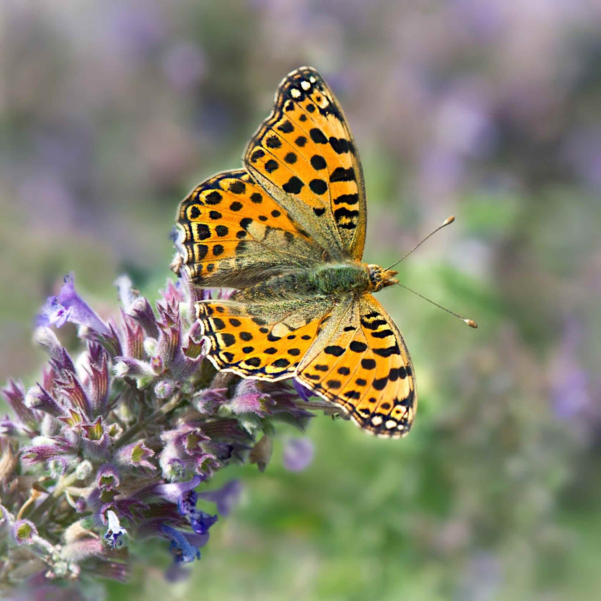wir flattern auf heimische nachtfalter tagfalter raupen nahrungspflanzen österreich petra urbanek inge biller sabine gasparitz wirflatternauf bugs-team