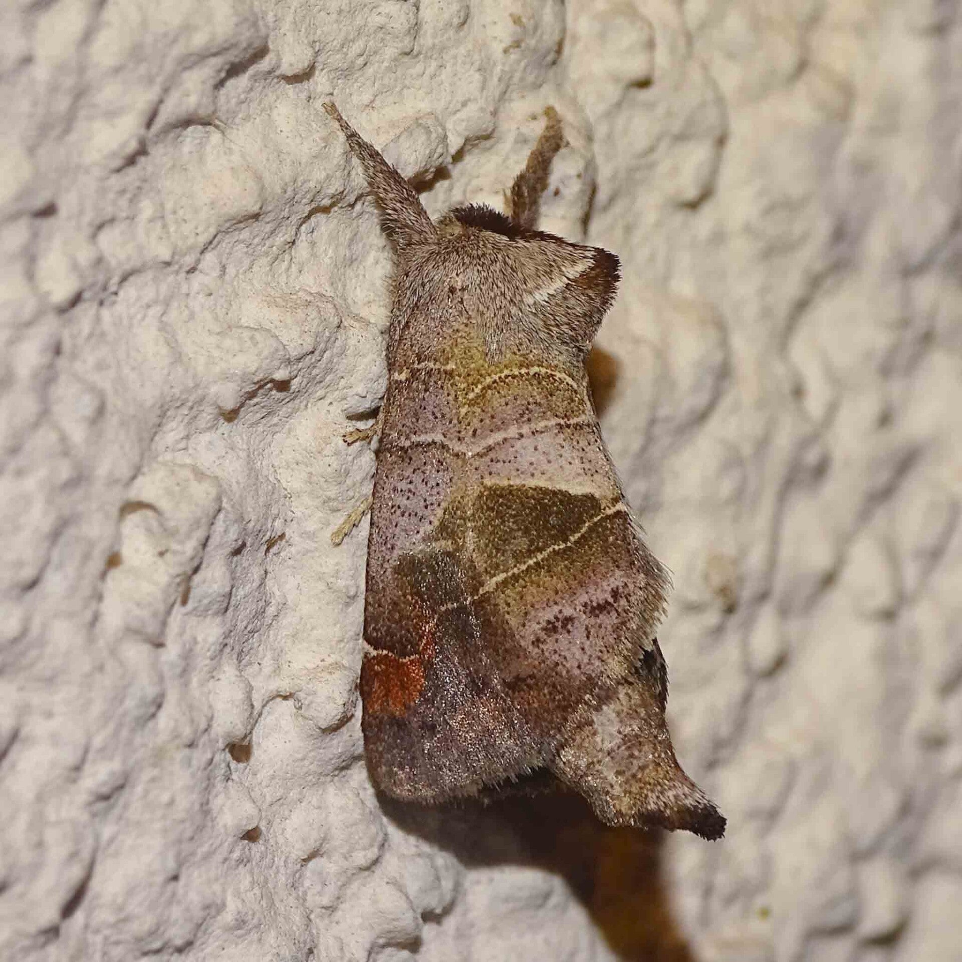 Kleiner Raufußspinner Clostera pigra wir flattern auf heimische nachtfalter tagfalter raupen nahrungspflanzen österreich petra urbanek inge biller sabine gasparitz wirflatternauf bugs-team