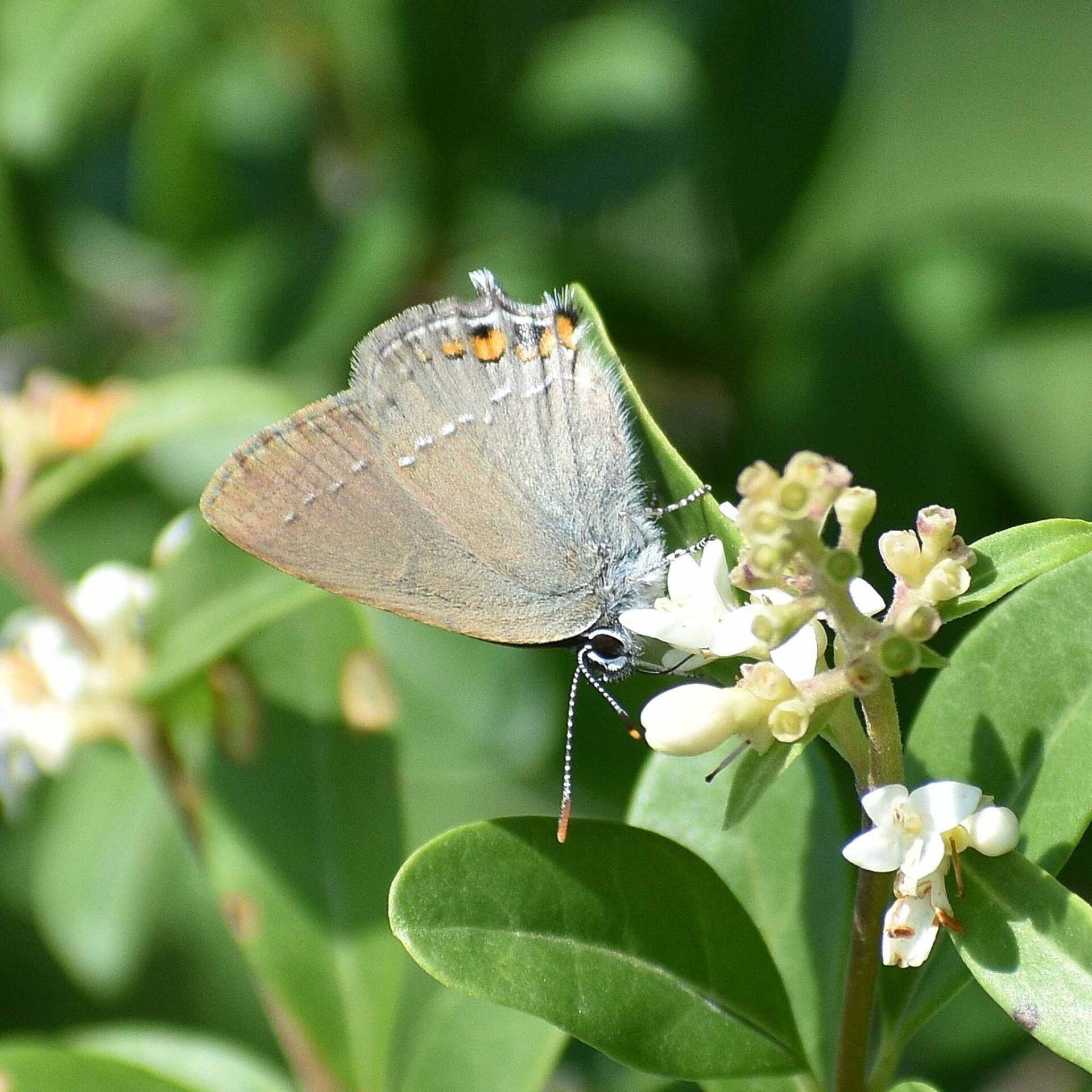 Kleiner Schlehenzipfelfalter Satyrium acaciae  wir flattern auf heimische nachtfalter tagfalter raupen nahrungspflanzen österreich petra urbanek inge biller sabine gasparitz wirflatternauf bugs-team