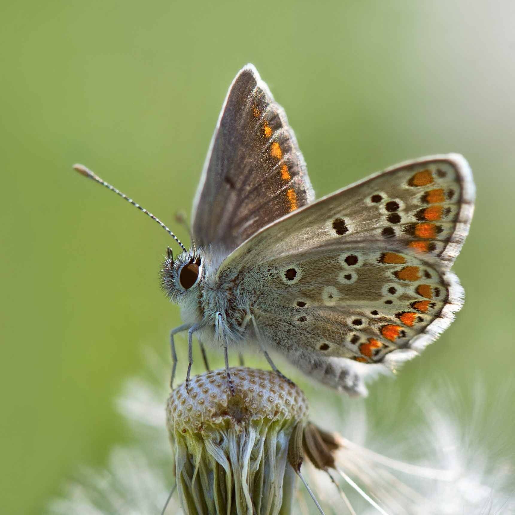 Kleiner Sonnenröschen-Bläuling Aricia agestis wir flattern auf heimische nachtfalter tagfalter raupen nahrungspflanzen österreich petra urbanek inge biller sabine gasparitz wirflatternauf bugs-team
