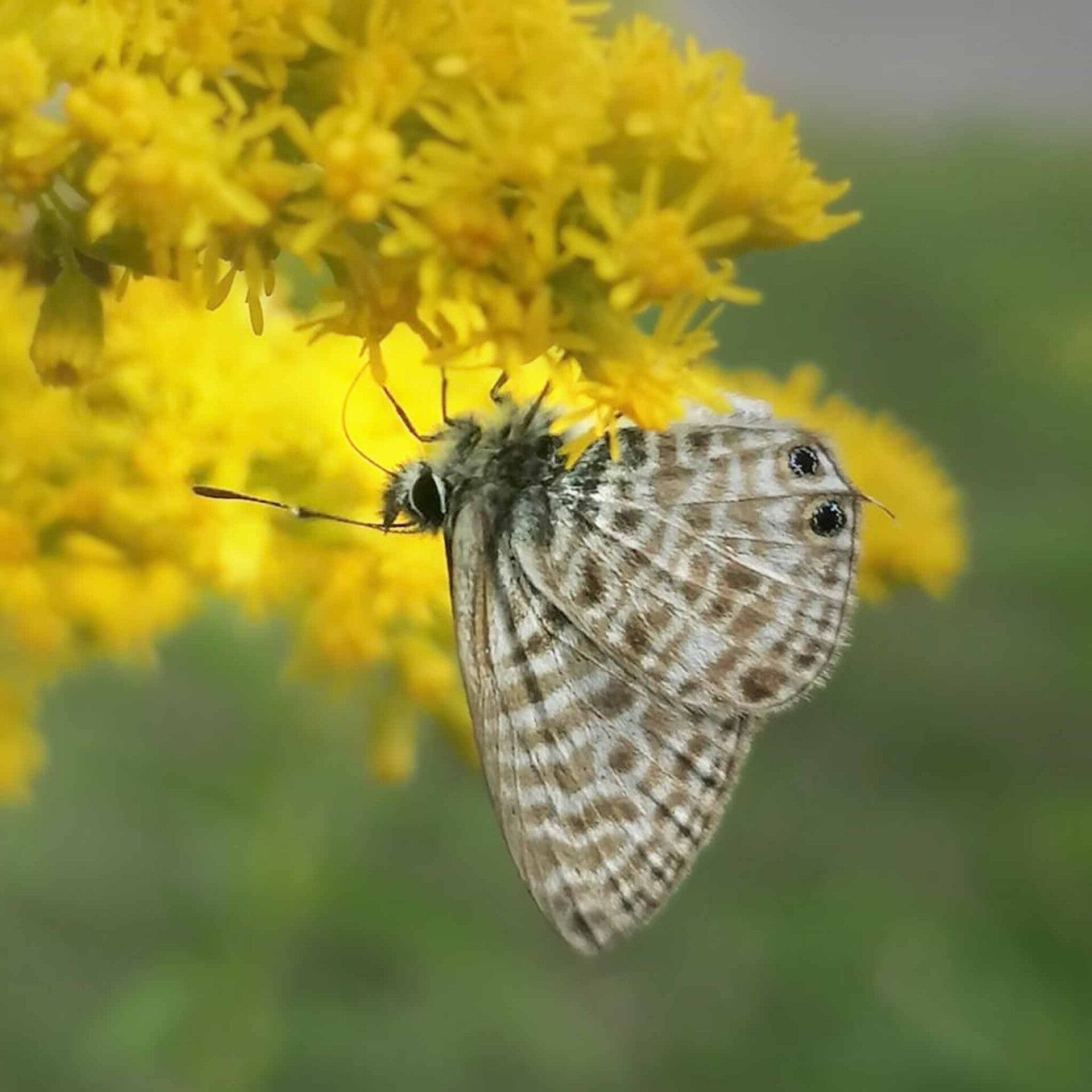 Kleiner Wanderbläuling Leptotes pirithous wir flattern auf heimische nachtfalter tagfalter raupen nahrungspflanzen österreich petra urbanek inge biller sabine gasparitz wirflatternauf bugs-team