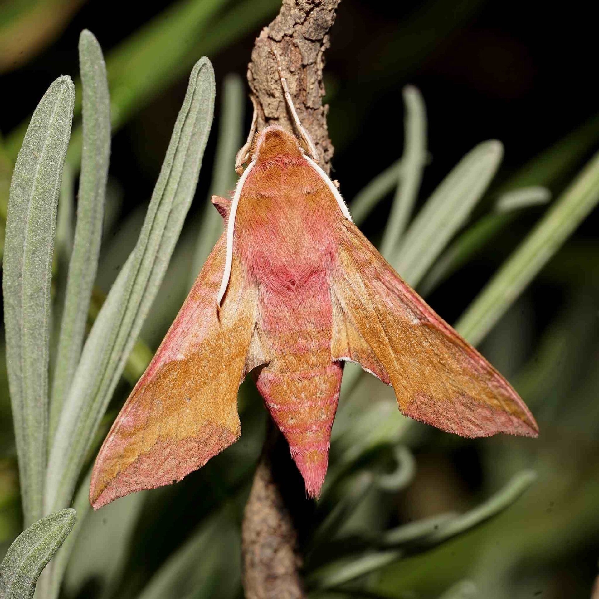 wir flattern auf heimische nachtfalter tagfalter raupen nahrungspflanzen österreich petra urbanek inge biller sabine gasparitz wirflatternauf bugs-team