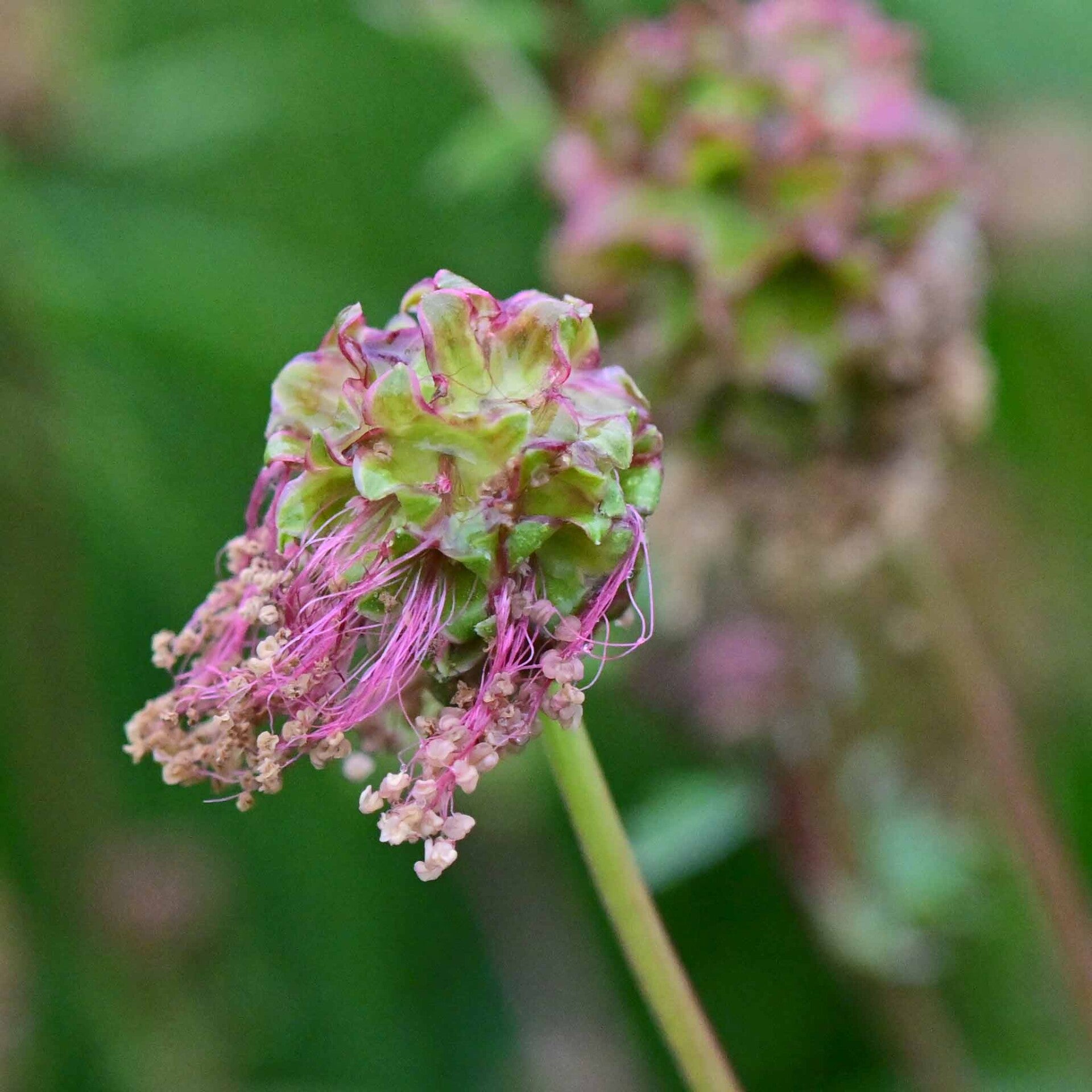 wir flattern auf heimische nachtfalter tagfalter raupen nahrungspflanzen österreich petra urbanek inge biller sabine gasparitz wirflatternauf bugs-team