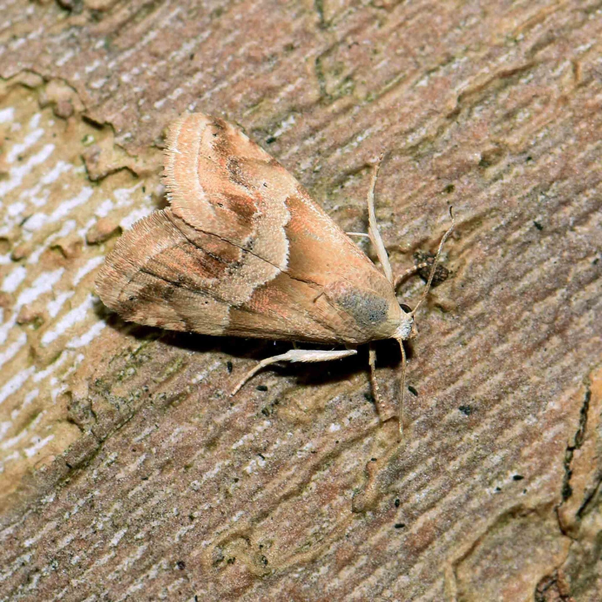 wir flattern auf heimische nachtfalter tagfalter raupen nahrungspflanzen österreich petra urbanek inge biller sabine gasparitz wirflatternauf bugs-team