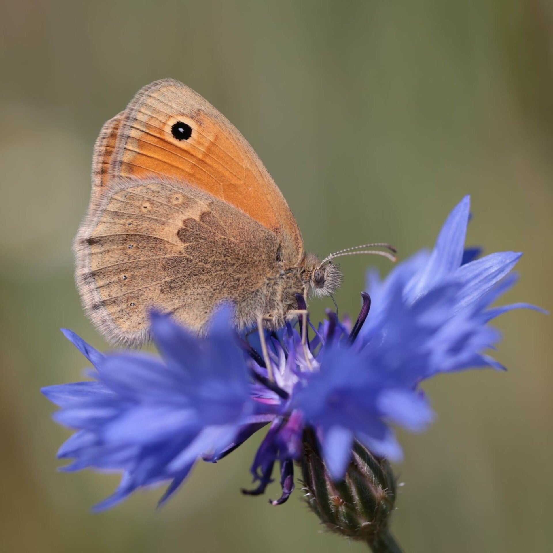 wir flattern auf heimische nachtfalter tagfalter raupen nahrungspflanzen österreich petra urbanek inge biller sabine gasparitz wirflatternauf bugs-team