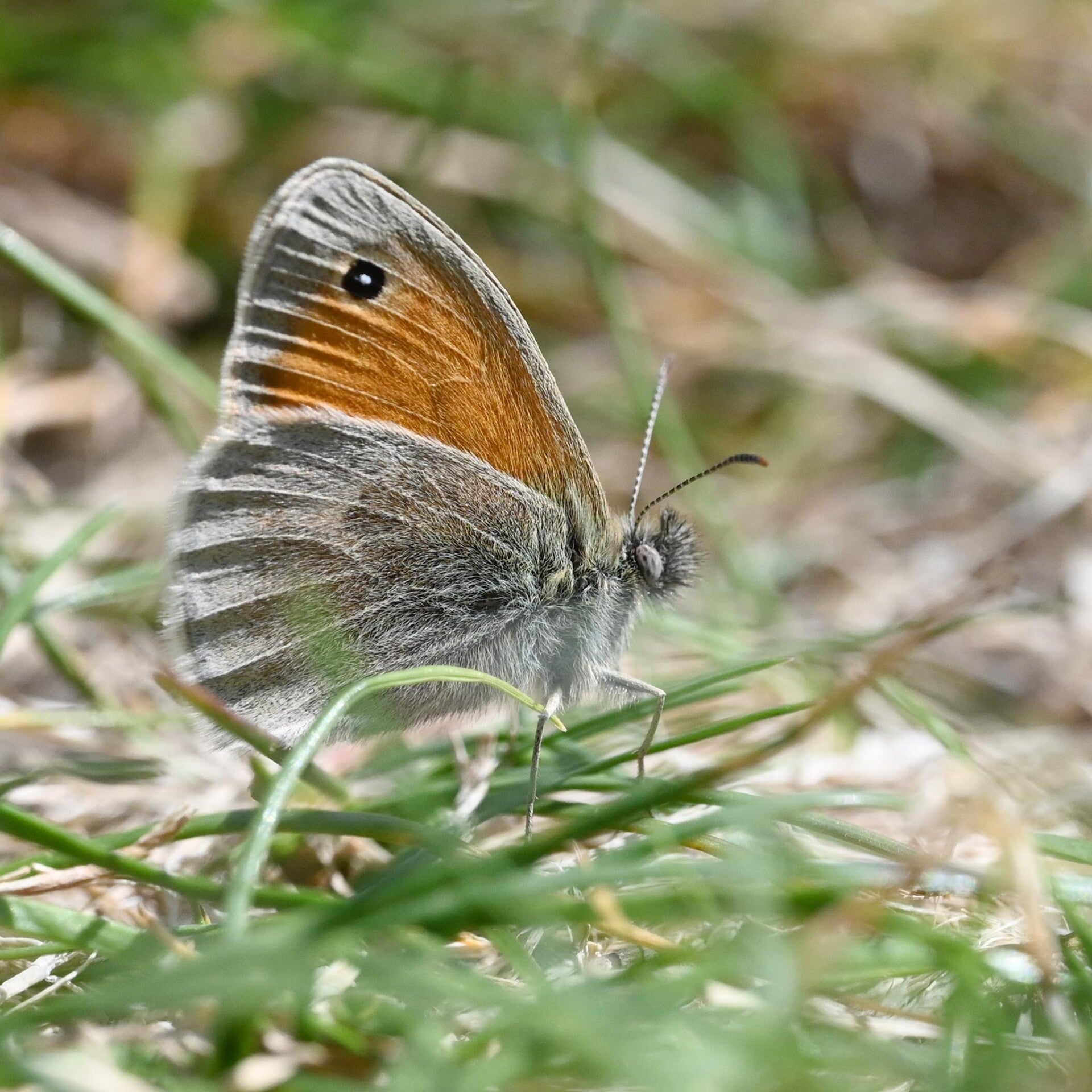 wir flattern auf heimische nachtfalter tagfalter raupen nahrungspflanzen österreich petra urbanek inge biller sabine gasparitz wirflatternauf bugs-team