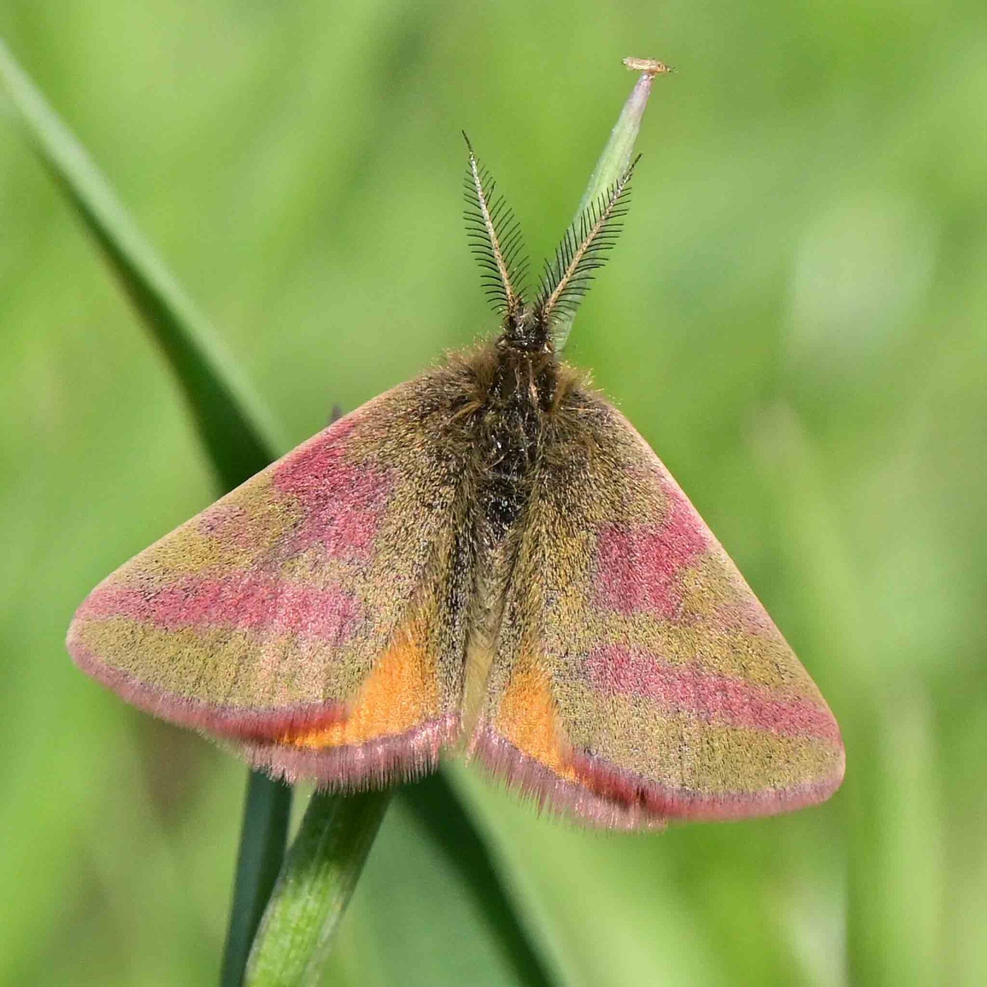 wir flattern auf heimische nachtfalter tagfalter raupen nahrungspflanzen österreich petra urbanek inge biller sabine gasparitz wirflatternauf bugs-team