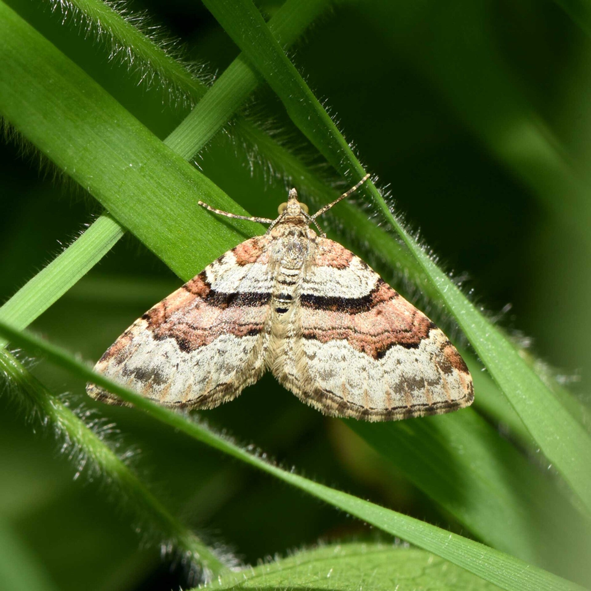 wir flattern auf heimische nachtfalter tagfalter raupen nahrungspflanzen österreich petra urbanek inge biller sabine gasparitz wirflatternauf bugs-team