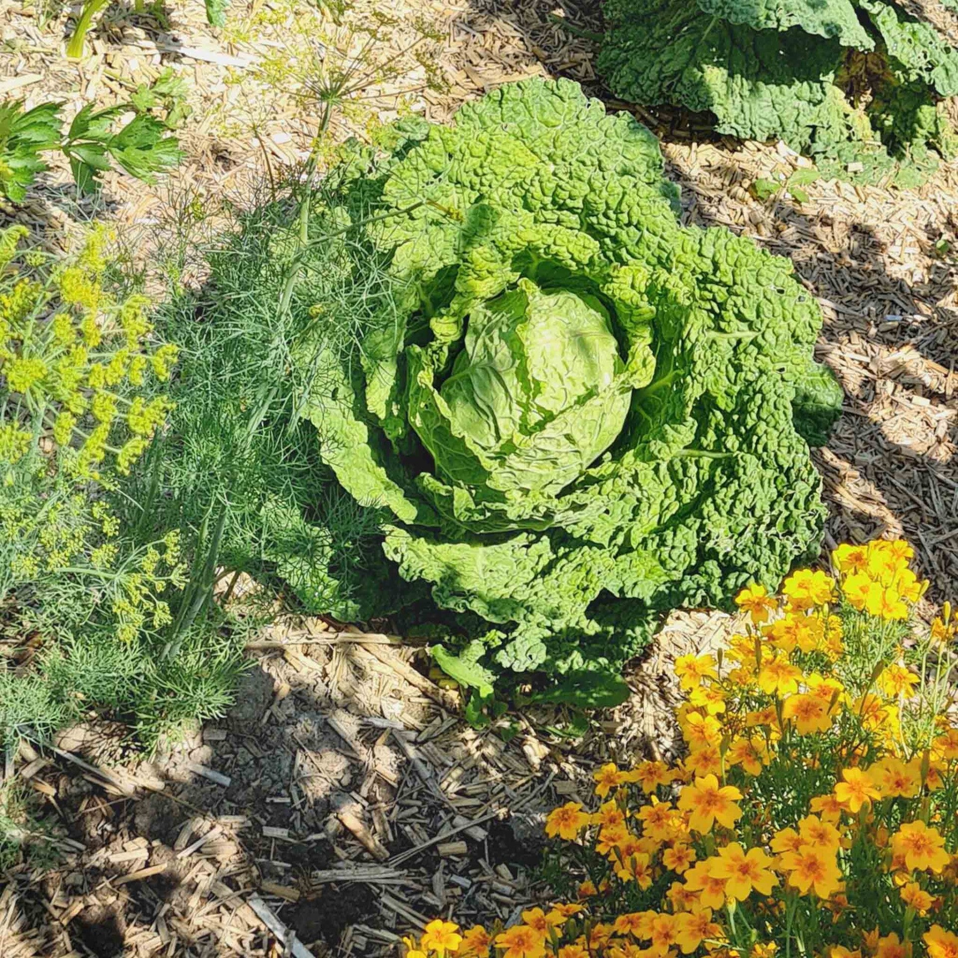 wir flattern auf heimische nachtfalter tagfalter raupen nahrungspflanzen österreich petra urbanek inge biller sabine gasparitz wirflatternauf bugs-team