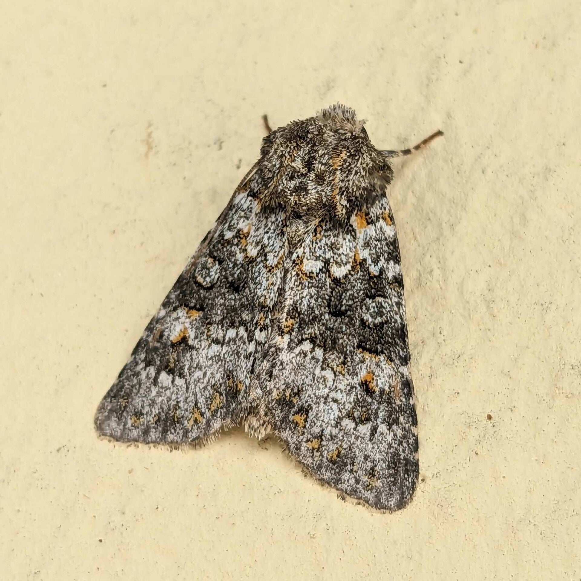 wir flattern auf heimische nachtfalter tagfalter raupen nahrungspflanzen österreich petra urbanek inge biller sabine gasparitz wirflatternauf bugs-team