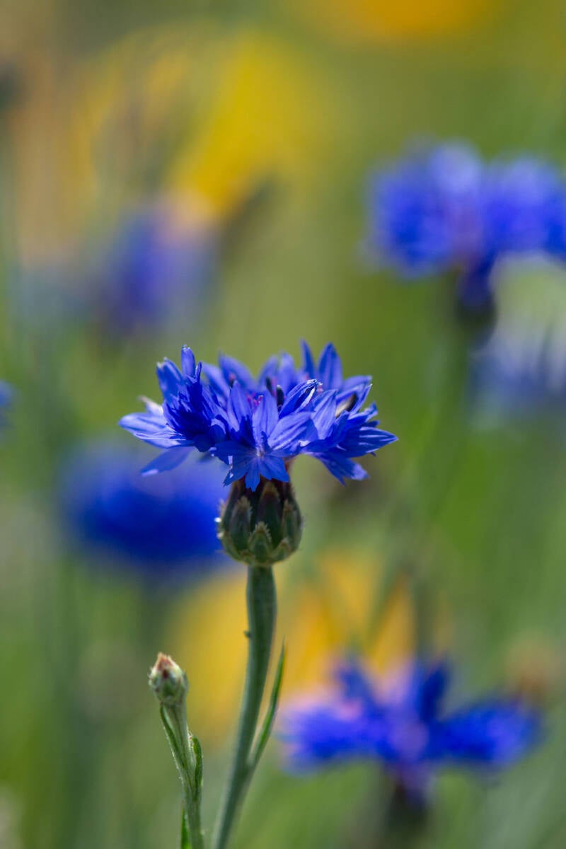 Kornblumen / Tulln