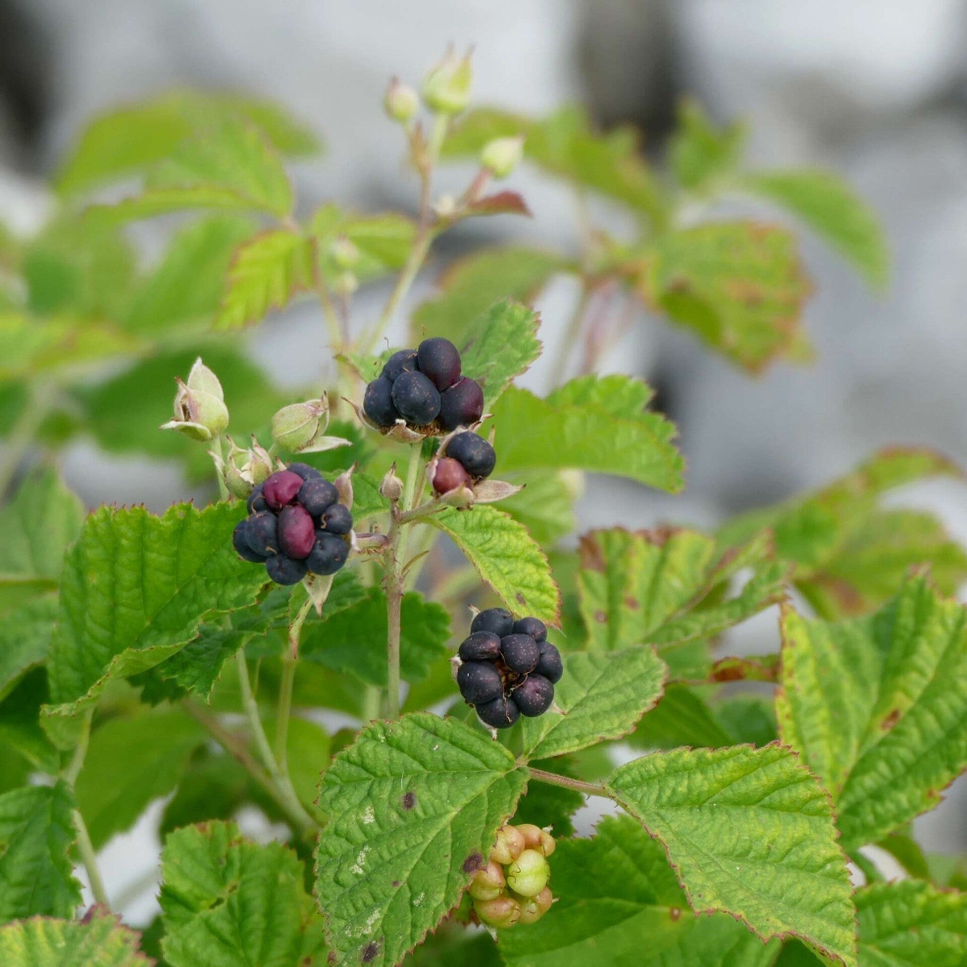 wir flattern auf heimische nachtfalter tagfalter raupen nahrungspflanzen österreich petra urbanek inge biller sabine gasparitz wirflatternauf bugs-team