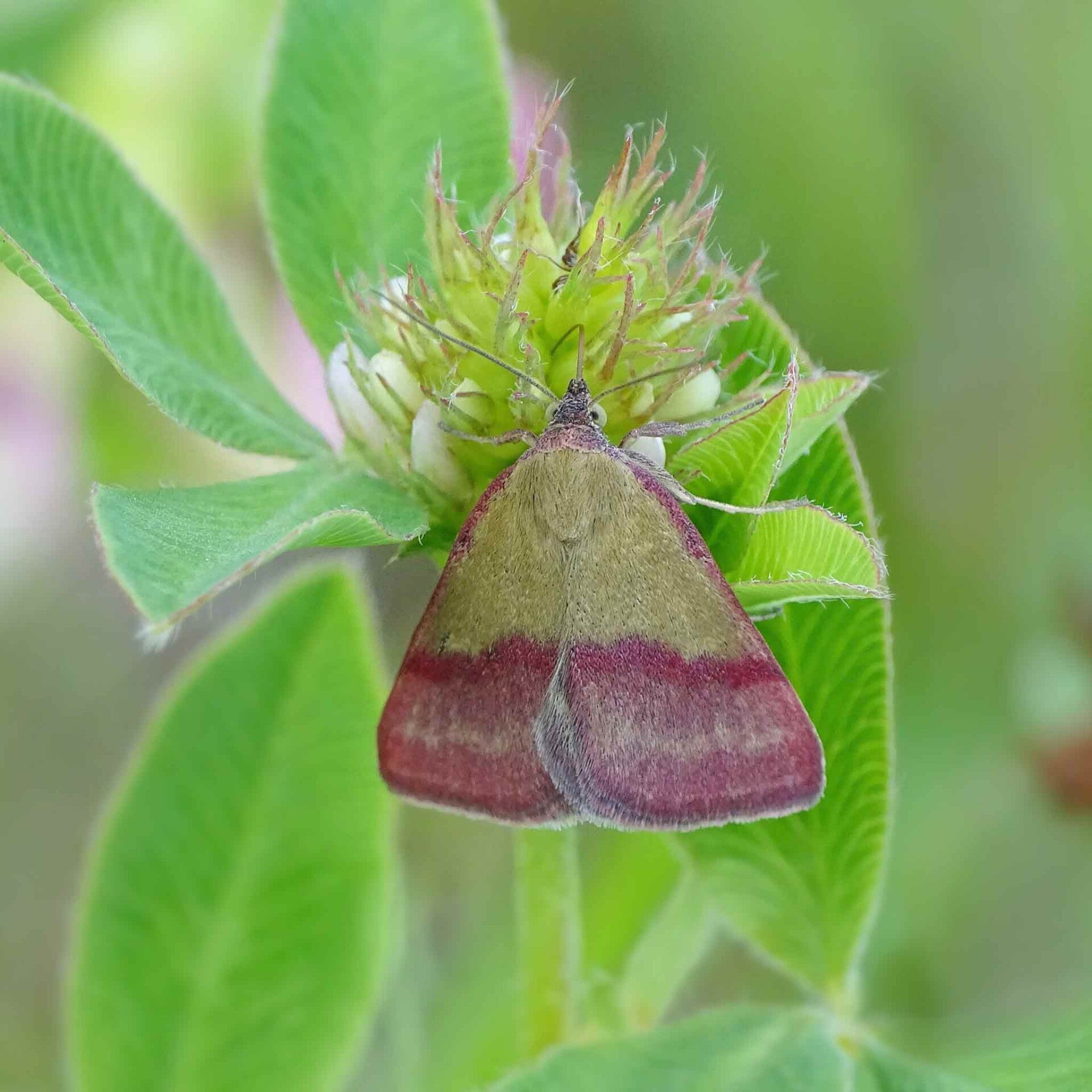 wir flattern auf heimische nachtfalter tagfalter raupen nahrungspflanzen österreich petra urbanek inge biller sabine gasparitz wirflatternauf bugs-team