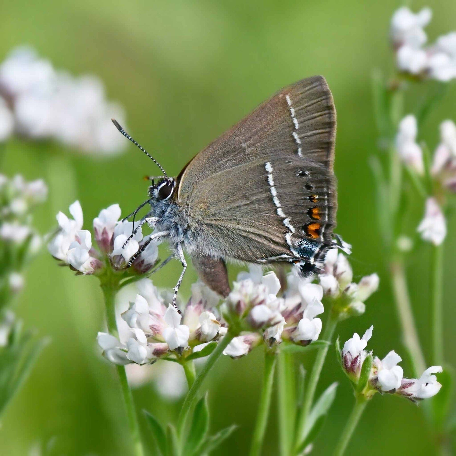 wir flattern auf heimische nachtfalter tagfalter raupen nahrungspflanzen österreich petra urbanek inge biller sabine gasparitz wirflatternauf bugs-team