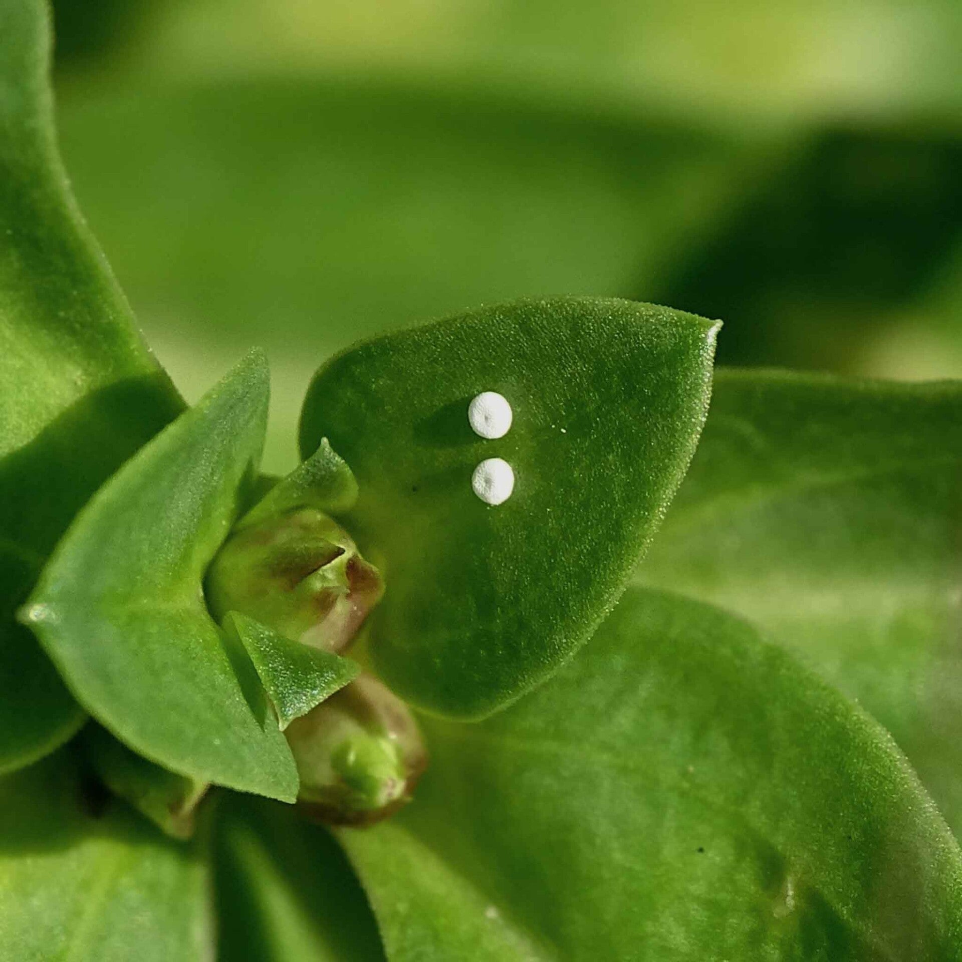 Kreuzenzian-Ameisenbläuling