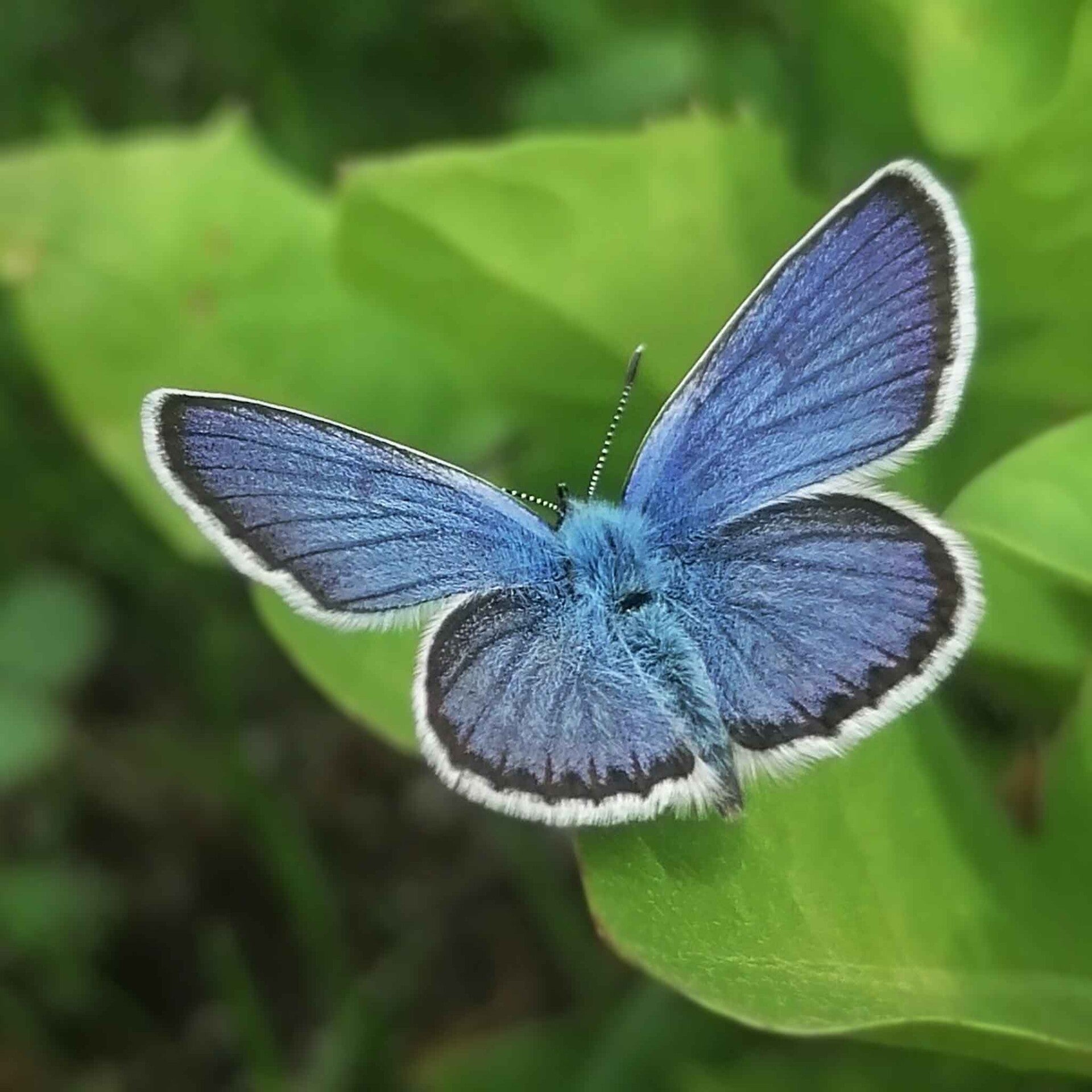 wir flattern auf heimische nachtfalter tagfalter raupen nahrungspflanzen österreich petra urbanek inge biller sabine gasparitz wirflatternauf bugs-team