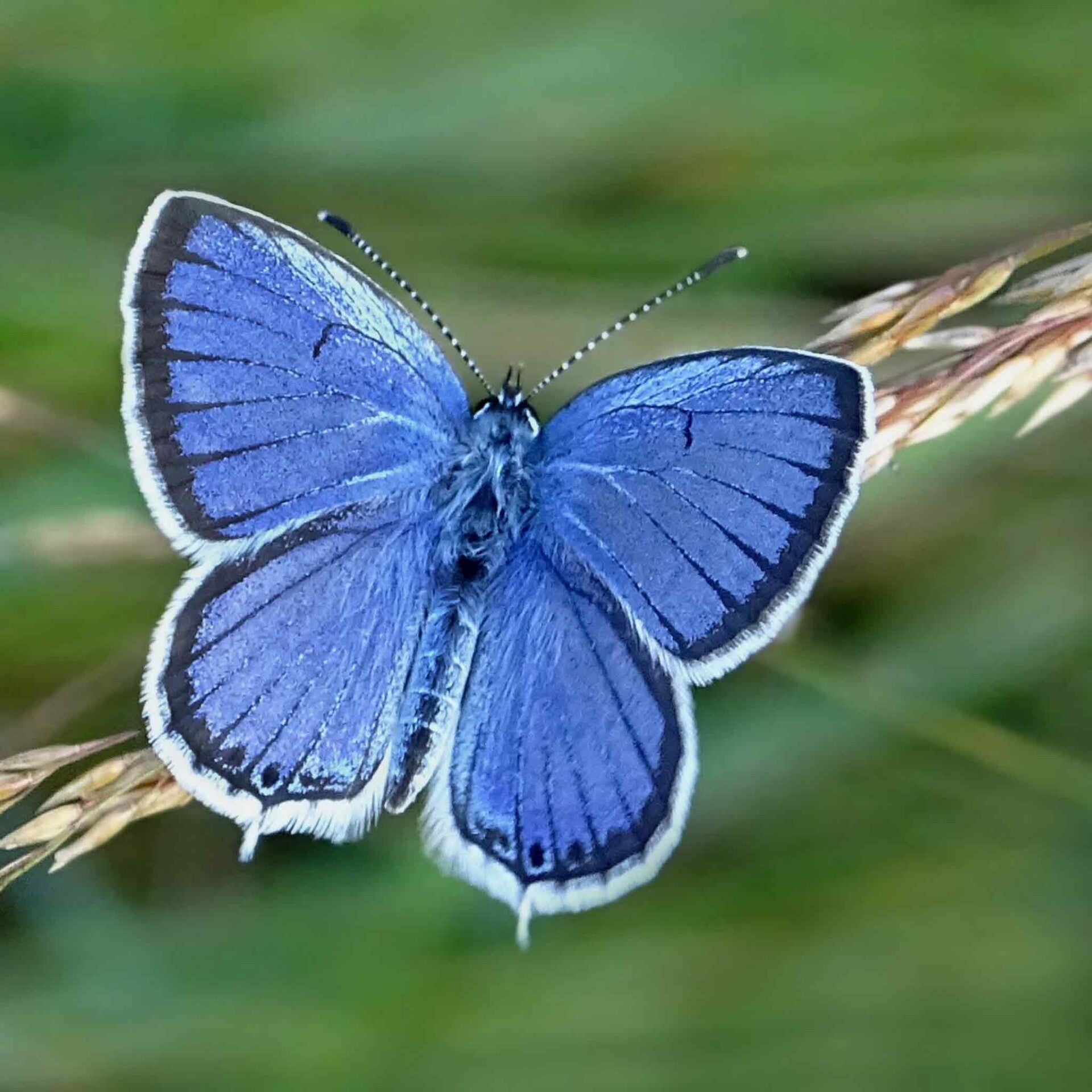 wir flattern auf heimische nachtfalter tagfalter raupen nahrungspflanzen österreich petra urbanek inge biller sabine gasparitz wirflatternauf bugs-team