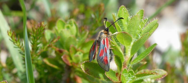 Hochalpen-Widderchen