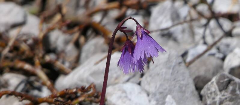 Gewöhnliches Alpenglöckchen
