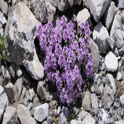 l-nersee56_inge-standard.jpg