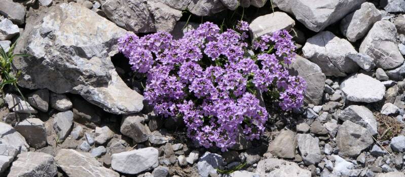 Gewöhnliches Rundblättriges Täschelkraut