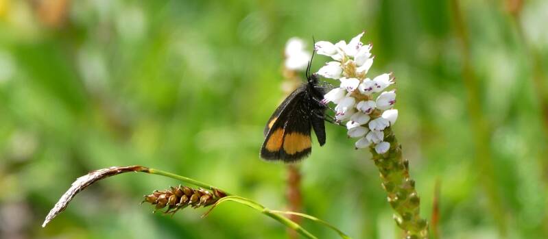 Gelbgeränderter Flachstirnspanner