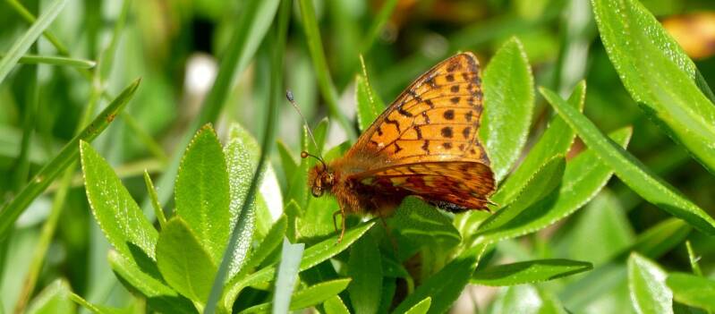 Hochalpen-Perlmuttfalter