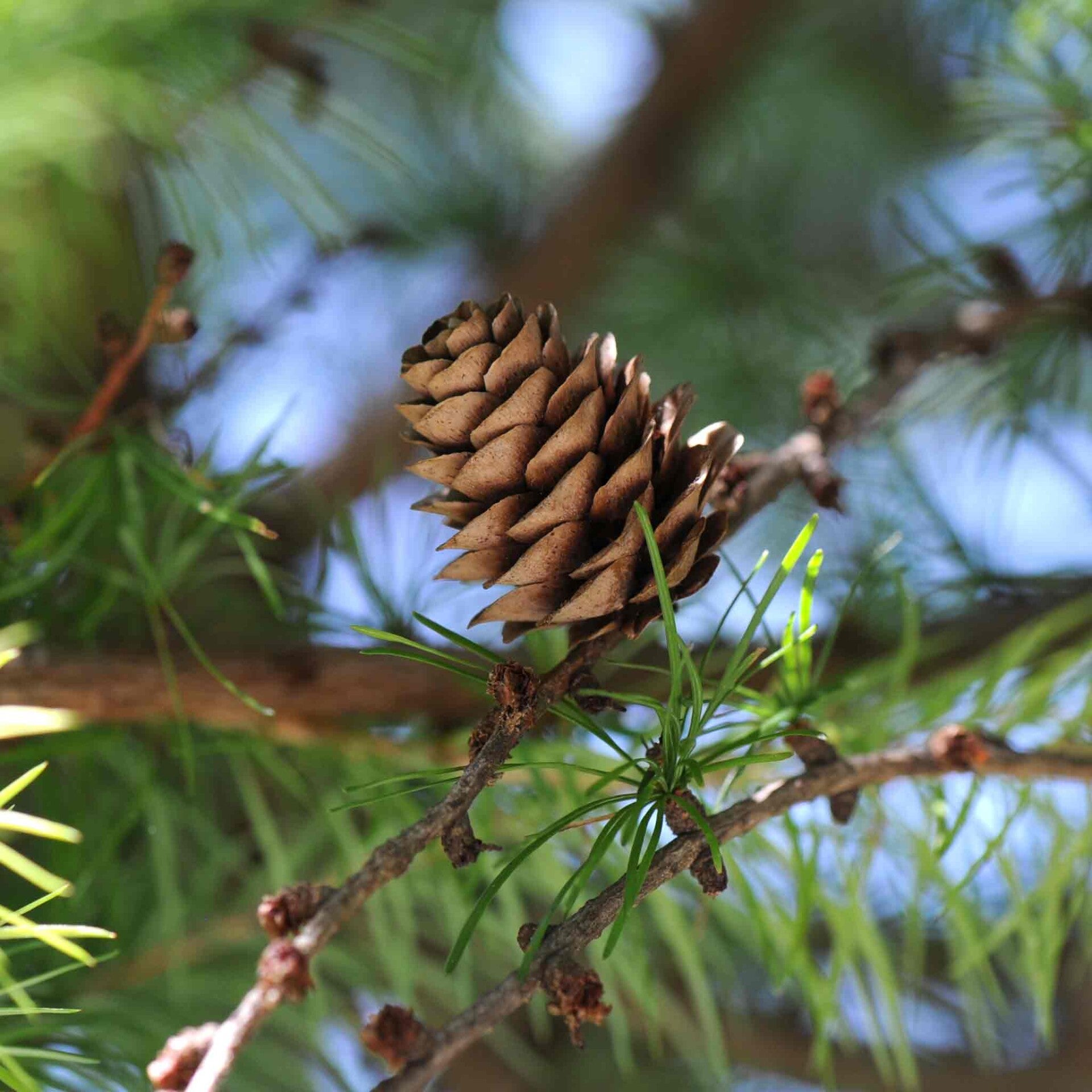 wir flattern auf heimische nachtfalter tagfalter raupen nahrungspflanzen österreich petra urbanek inge biller sabine gasparitz wirflatternauf bugs-team