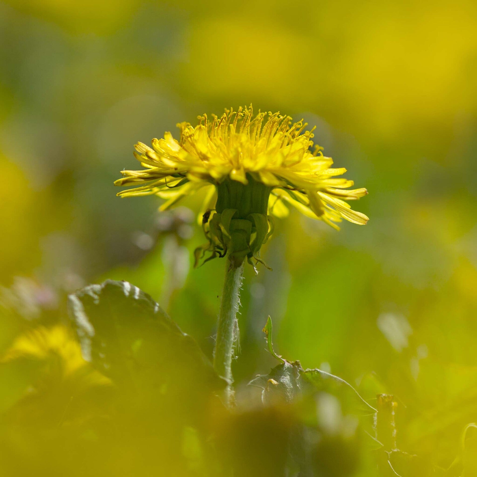 wir flattern auf heimische nachtfalter tagfalter raupen nahrungspflanzen österreich petra urbanek inge biller sabine gasparitz wirflatternauf bugs-team
