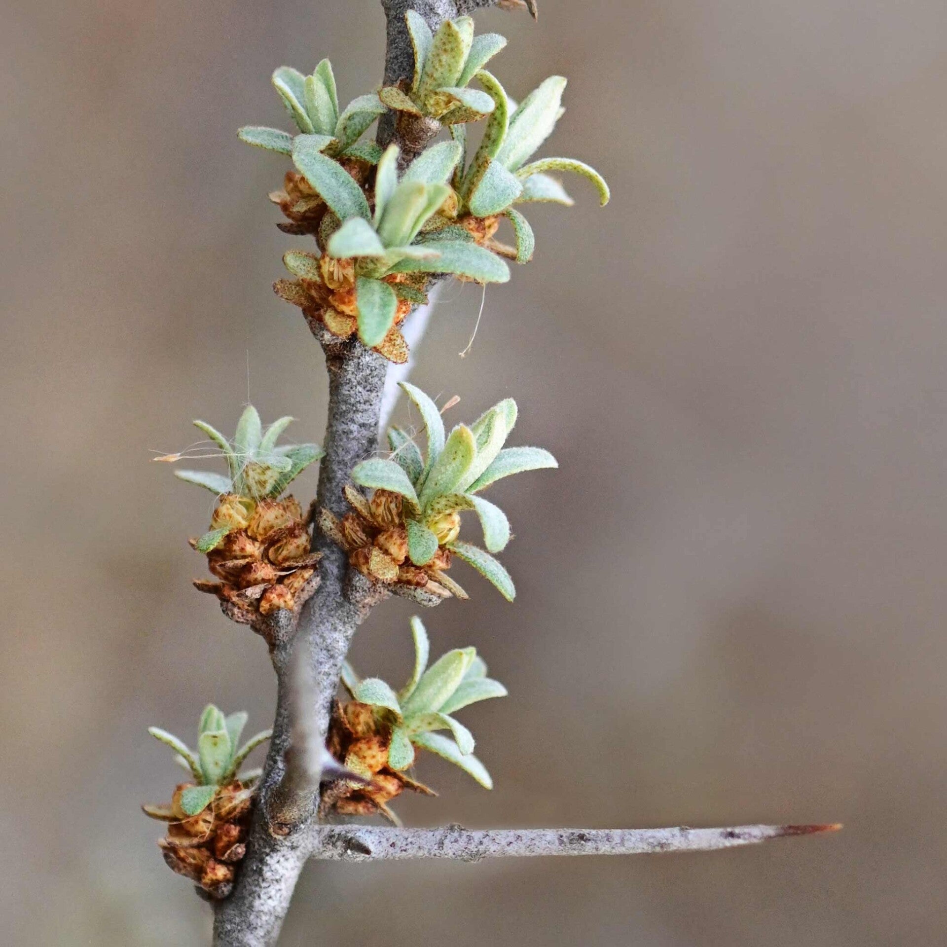 wir flattern auf heimische nachtfalter tagfalter raupen nahrungspflanzen österreich petra urbanek inge biller sabine gasparitz wirflatternauf bugs-team