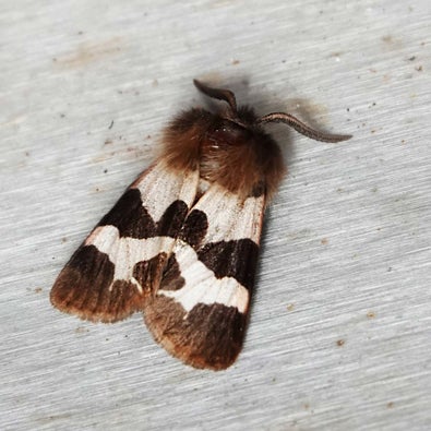 wir flattern auf heimische nachtfalter tagfalter raupen nahrungspflanzen österreich petra urbanek inge biller sabine gasparitz wirflatternauf bugs-team