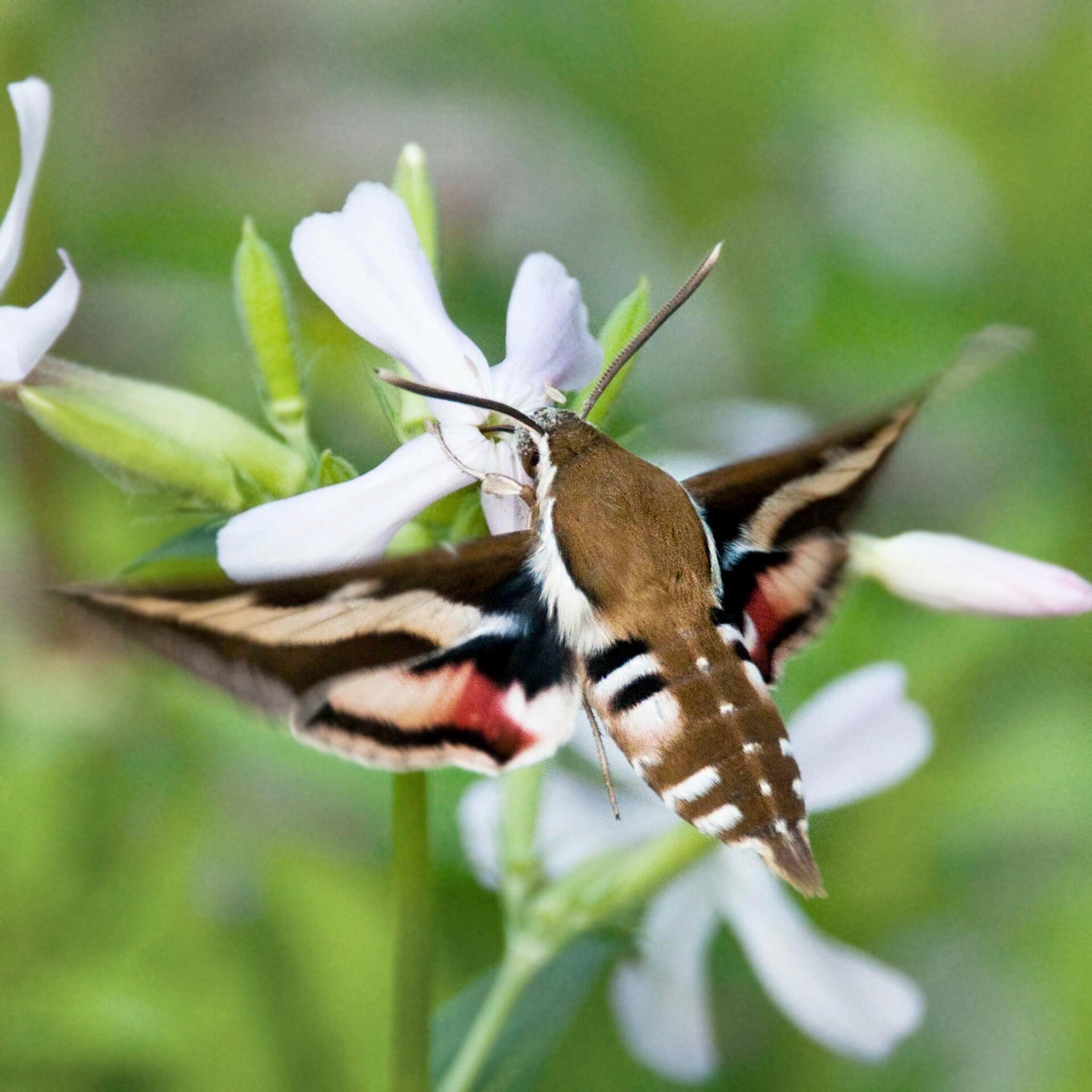 wir flattern auf heimische nachtfalter tagfalter raupen nahrungspflanzen österreich petra urbanek inge biller sabine gasparitz wirflatternauf bugs-team