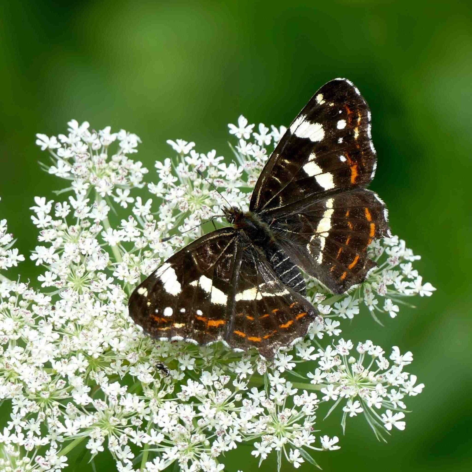 wir flattern auf heimische nachtfalter tagfalter raupen nahrungspflanzen österreich petra urbanek inge biller sabine gasparitz wirflatternauf bugs-team