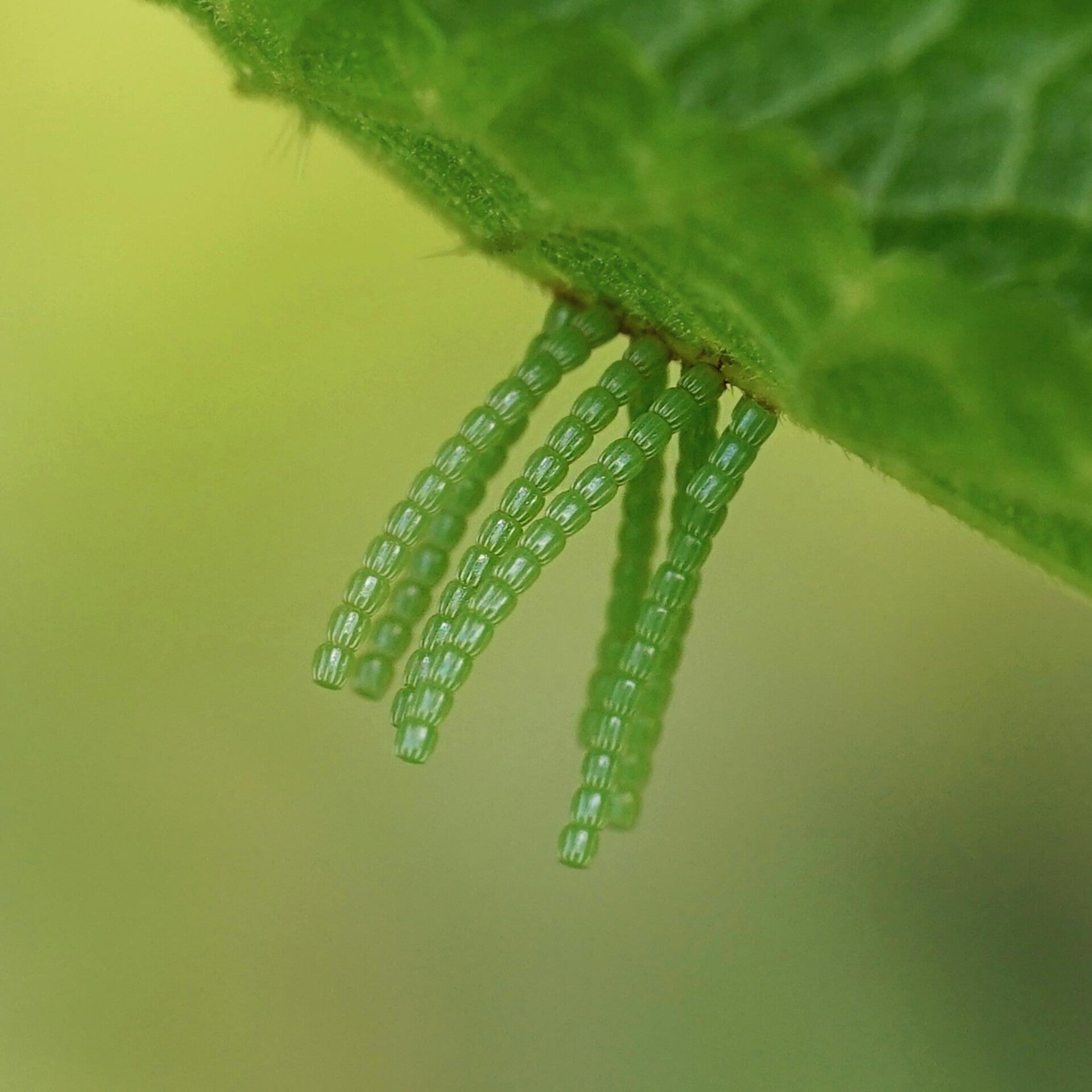 Araschnia Levana Landkärtchen