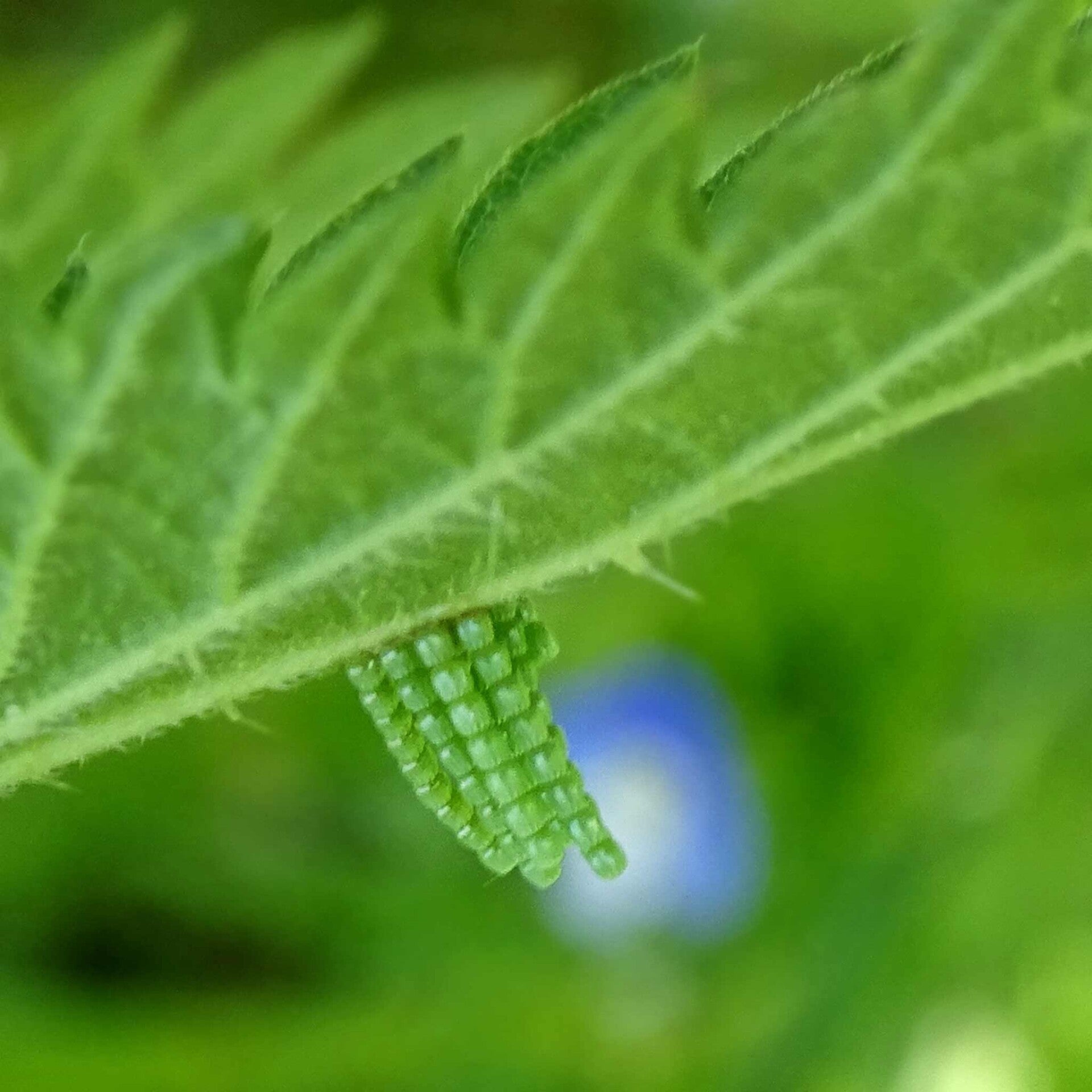 Araschnia Levana Landkärtchen
