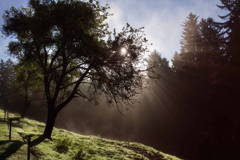 Morgensonne / Kalkalpen
