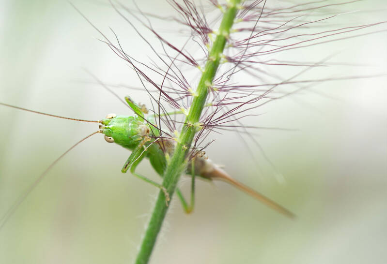 Langflügelige Schwertschrecke / Perchtoldsdorfer Heide
