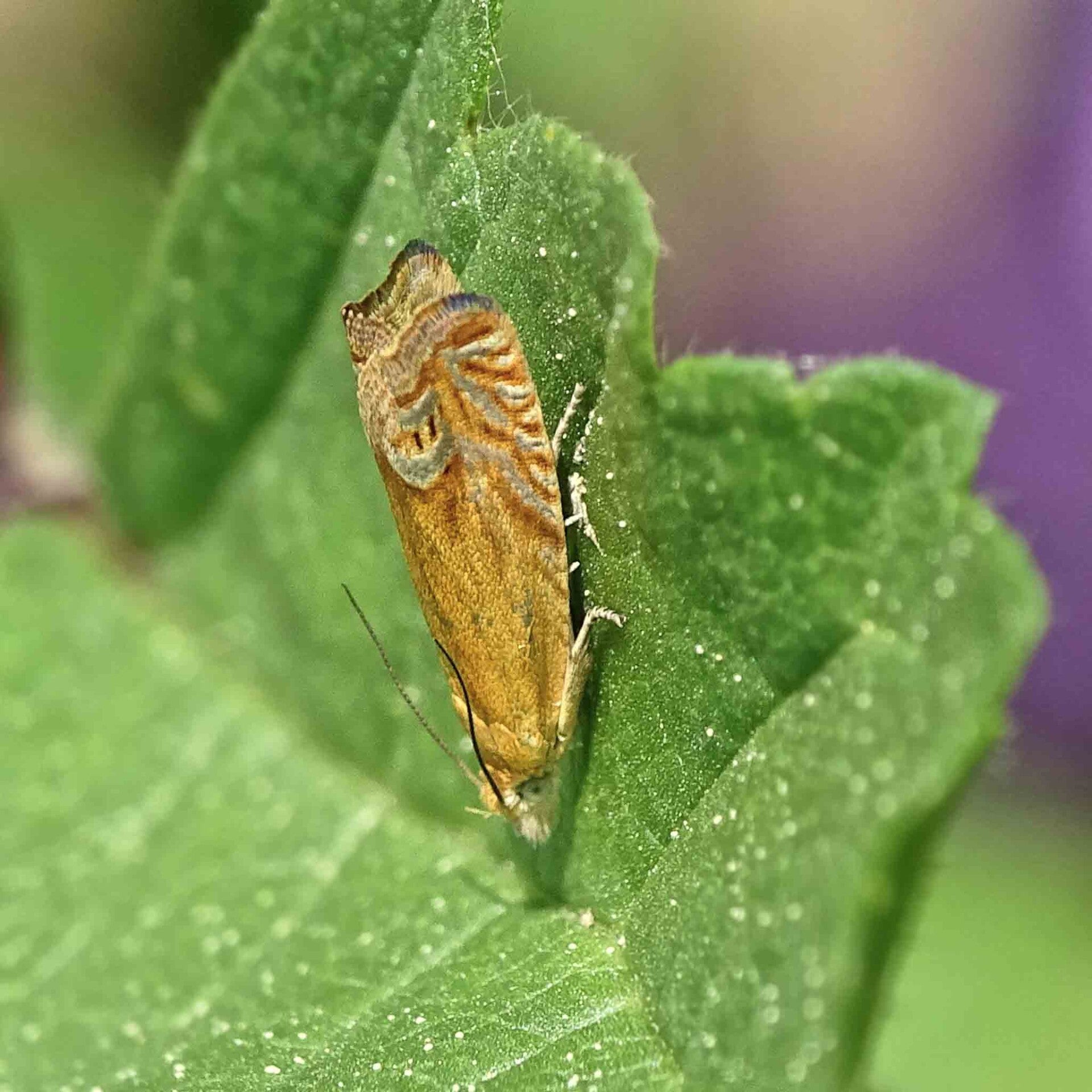 wir flattern auf heimische nachtfalter tagfalter raupen nahrungspflanzen österreich petra urbanek inge biller sabine gasparitz wirflatternauf bugs-team