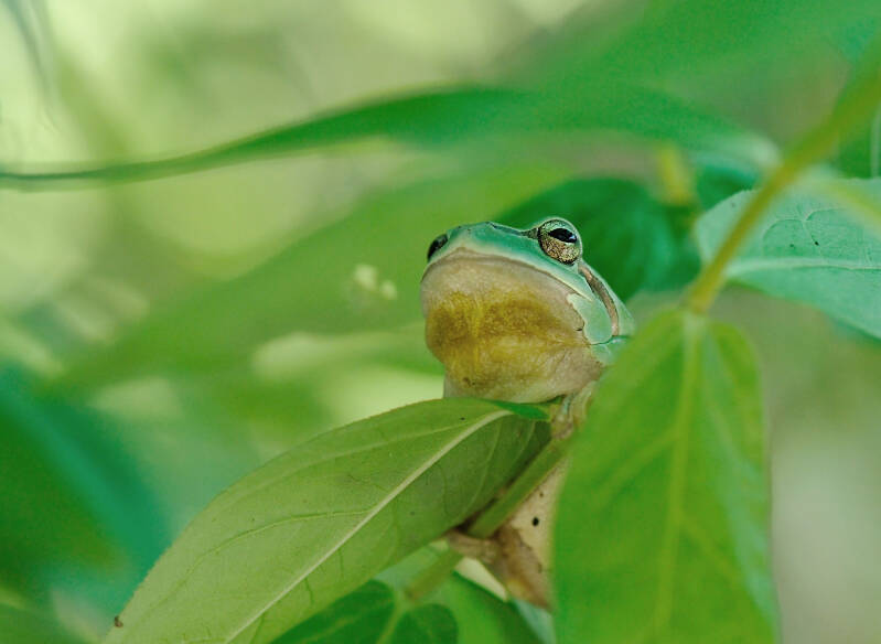 Laubfrosch