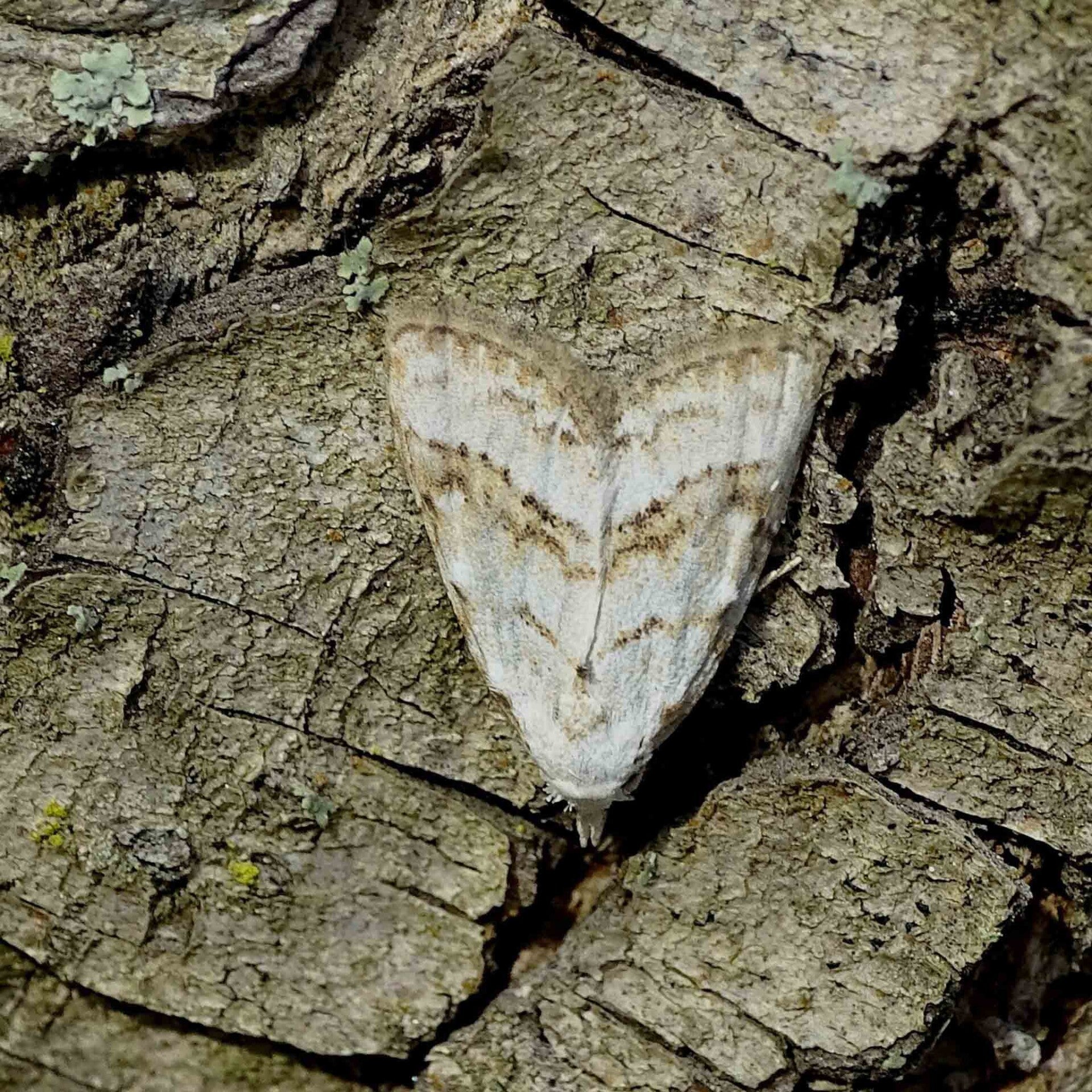 wir flattern auf heimische nachtfalter tagfalter raupen nahrungspflanzen österreich petra urbanek inge biller sabine gasparitz wirflatternauf bugs-team