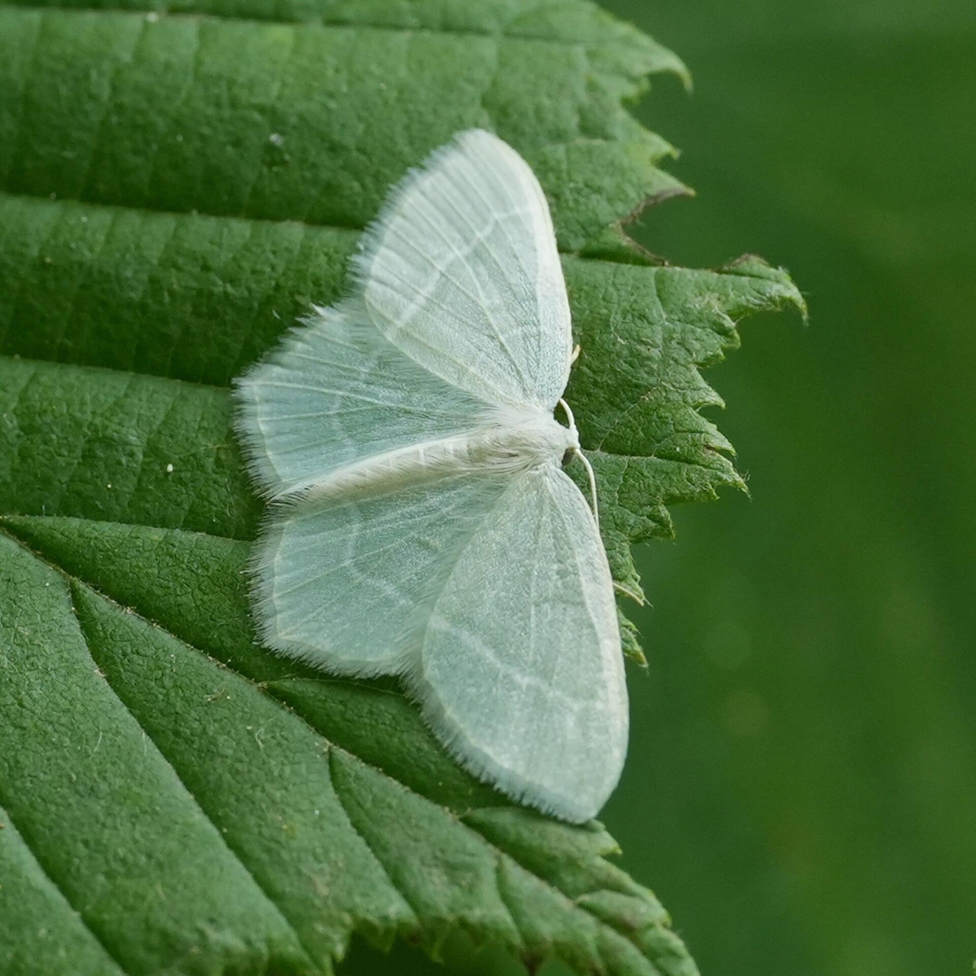 wir flattern auf heimische nachtfalter tagfalter raupen nahrungspflanzen österreich petra urbanek inge biller sabine gasparitz wirflatternauf bugs-team