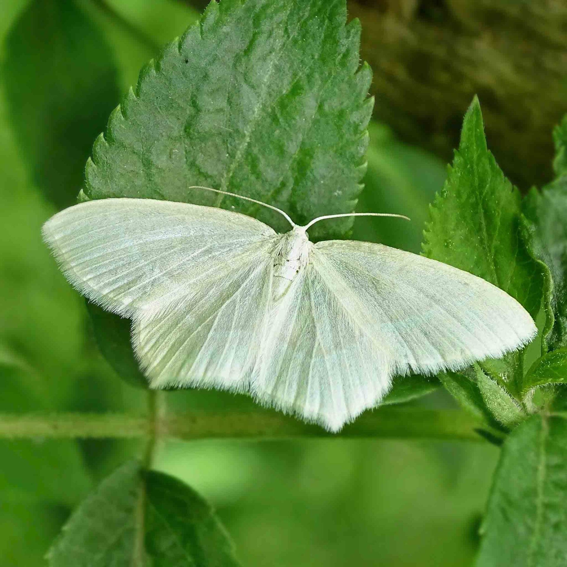 wir flattern auf heimische nachtfalter tagfalter raupen nahrungspflanzen österreich petra urbanek inge biller sabine gasparitz wirflatternauf bugs-team