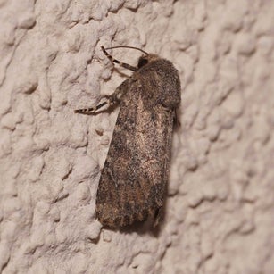 Svenssons Pyramideneule Amphipyra berbera wir flattern auf heimische nachtfalter tagfalter raupen nahrungspflanzen österreich petra urbanek inge biller sabine gasparitz wirflatternauf bugs-team