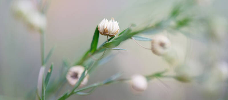 lein-samenkapseln_ag2_14-standard-3qe6h6.jpg