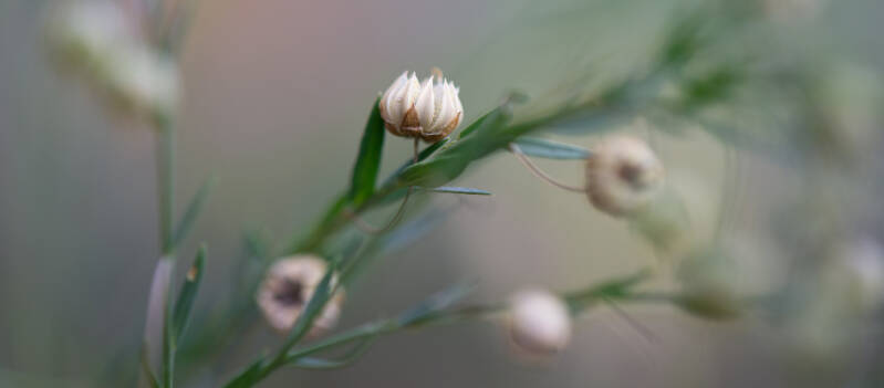 lein-samenkapseln_ag2_14-standard.jpg