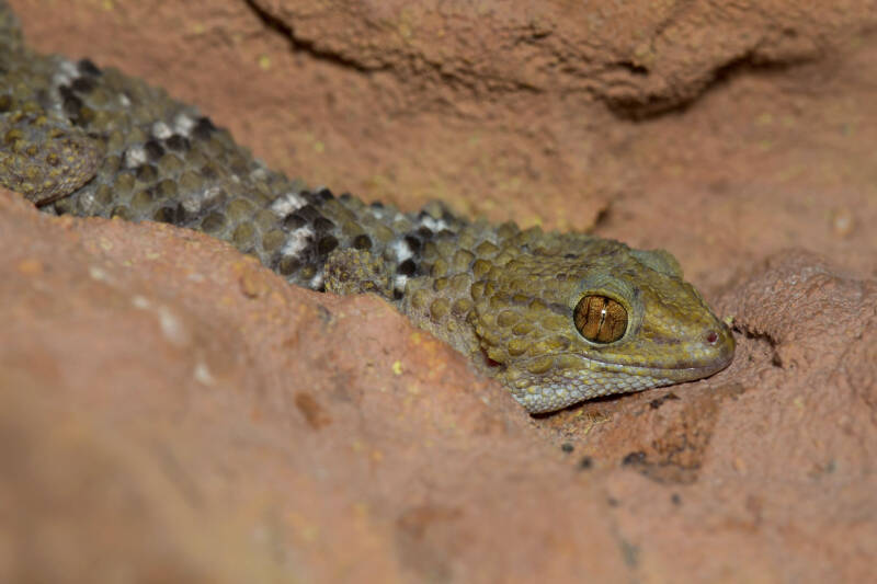 Leopardengecko