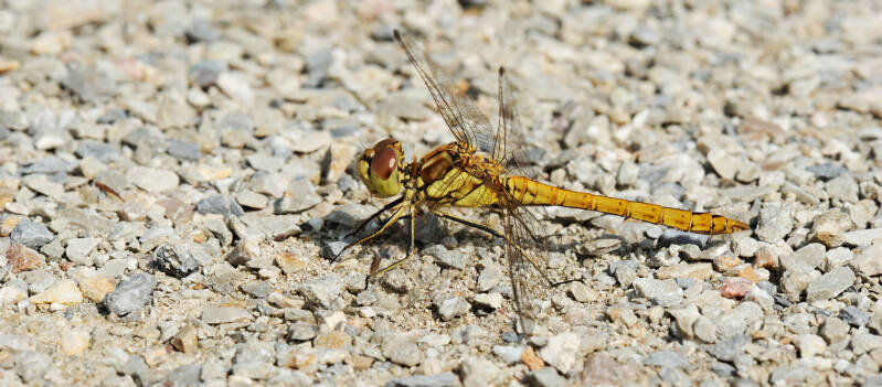 libelle_h2_14-standard.jpg