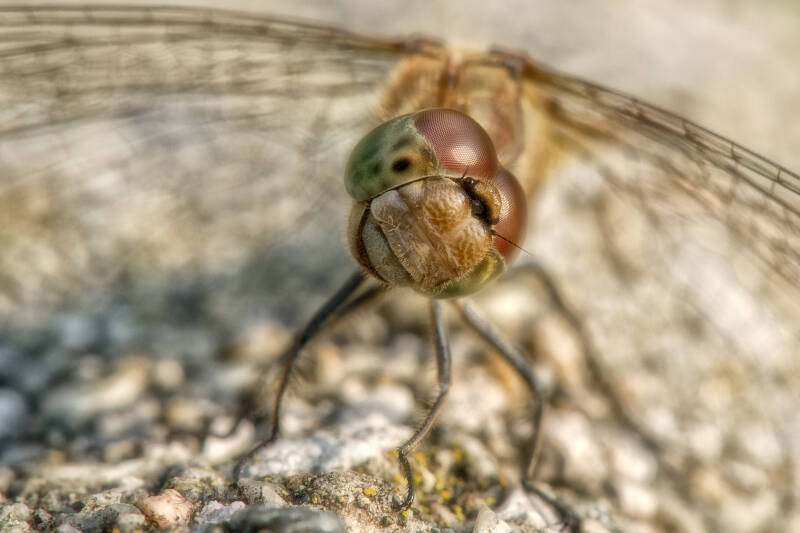 Libelle