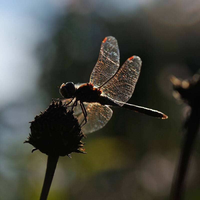 Heidelibelle