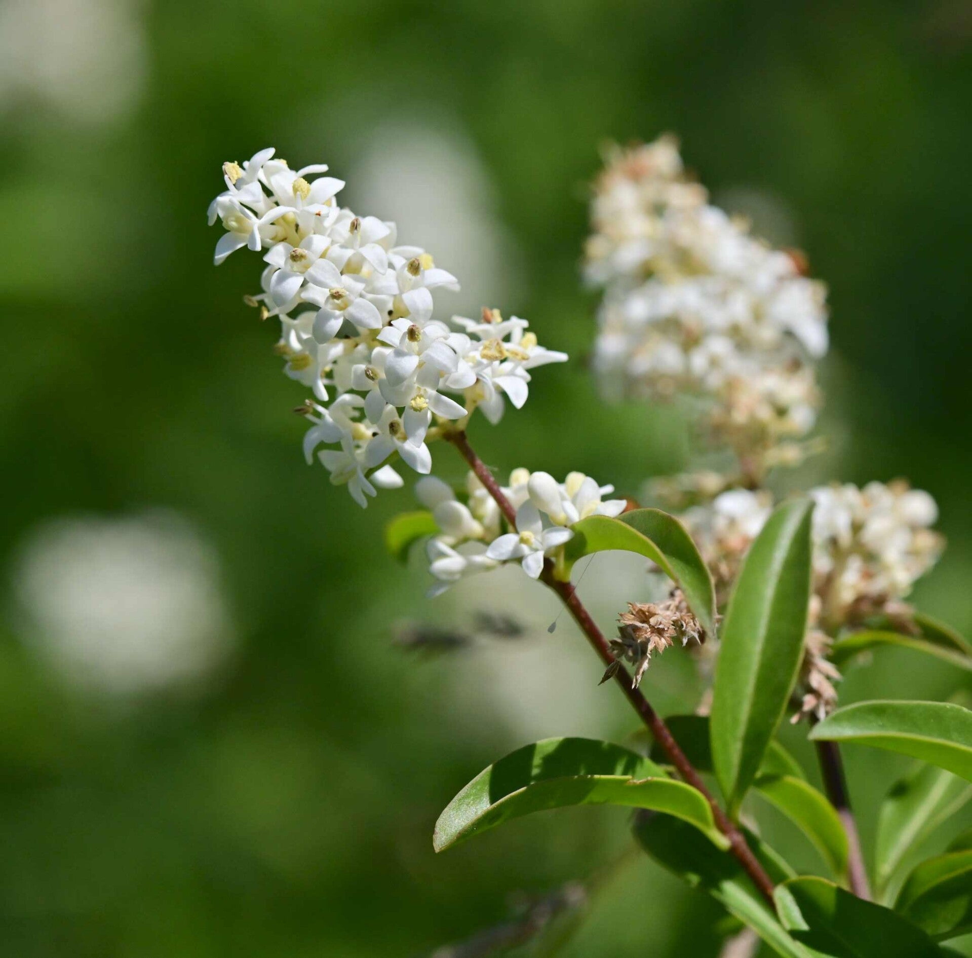 wir flattern auf heimische nachtfalter tagfalter raupen nahrungspflanzen österreich petra urbanek inge biller sabine gasparitz wirflatternauf bugs-team